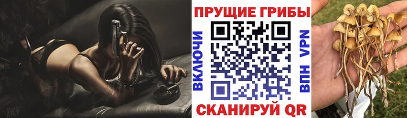 Псилоцибиновые грибы Cubensis  Туапсе 